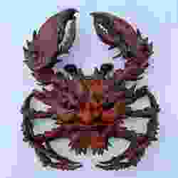 heikegani crab