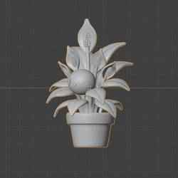 Cute little lily plant
