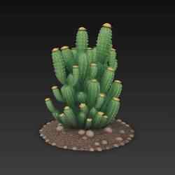 cactus