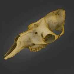 Camel Skull (Jawless) — Laser-Scanned 3D Model (500k & 2.5M OBJ/STL) — Anatomical Precision = By ScanPantry