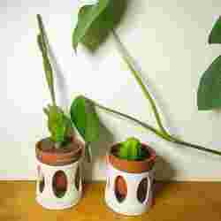 Cactus planter