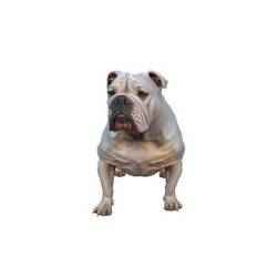 A muscular white bulldog with dark spots