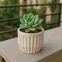 Decorative Mini Pot for Small Plants