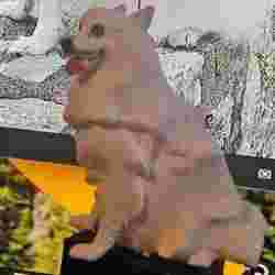 Japanese spitz
