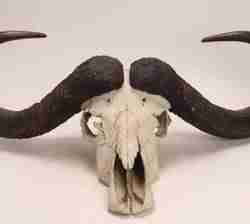 3D Buffalo Model Skull