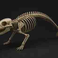 3D Orca Skeleton Sculpture