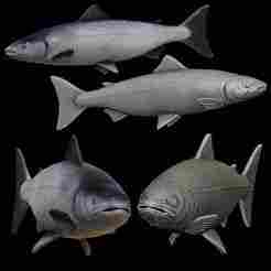 Atlantic salmon / salmo salar fish model for 3D printing