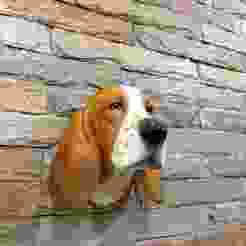 Basset hound head wall mount
