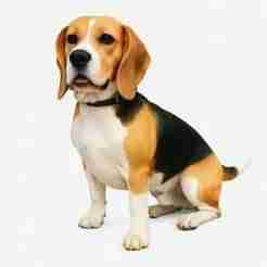 Beagle