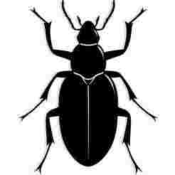 beetle viewed from above 1 - 2D/3D Wall Art STL+SVG For CNC Router, Plasma, Waterjet, Laser & 3D Printer