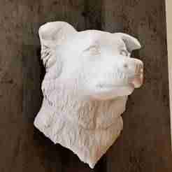 Border Collie Dog head wall mount