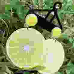 Citrus slice earring