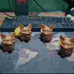 Corgi with shorts! - AKA Big booty Corgi