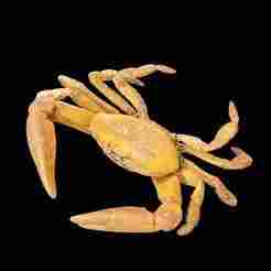 CRAB CRUSTACEOUS CRAB AMPHIBIAN NBC TADPOLE ANIMAL ANATOMY 3D MODEL WATER OCEAN RIVER RAPTOR