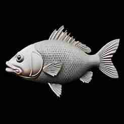 Detailed Carp Fish Model