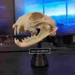 Display stand and sign for a bobcat skull