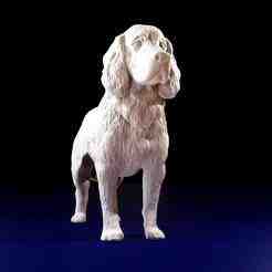 English Springer Spaniel