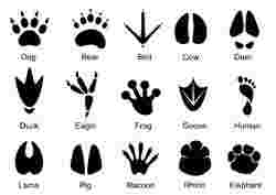 Footprint Stamp Inserts