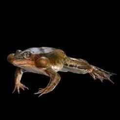 FROG AMPHIBIAN FROG Daruma JN FOSSIL ANATOMY GUTS INTESTINES INTERIOR STOMACH HEART OPEN HEAD BONES MUSCLES HANKS FROG TOAD AMPHIBIAN TADPOLE ANIMAL ANATOMY 3D MODEL WATER OCEAN