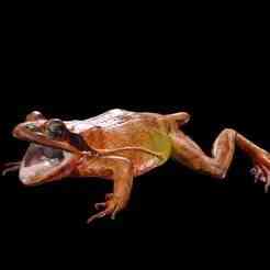 FROG AMPHIBIAN FROG Marsh BROWN Frog Kawamurai FOSSIL ANATOMY GUTS INTESTINES INTERIOR STOMACH HEART OPEN HEAD BONES MUSCLES HANKS FROG TOAD AMPHIBIAN TADPOLE ANIMAL ANATOMY 3D MODEL WATER OCEAN RIVER H20