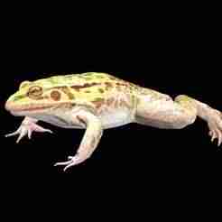 FROG AMPHIBIAN FROG Marsh Frog Kawamurai FOSSIL ANATOMY GUTS INTESTINES INTERIOR STOMACH HEART FISH HEAD BONES MUSCLES FROG TOAD AMPHIBIAN TADPOLE FISH ANATOMY 3D MODEL WATER OCEAN RIVER H20