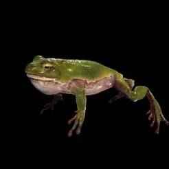 FROG AMPHIBIAN FROG VX Marsh Frog Kawamurai FOSSIL ANATOMY GUTS INTESTINES INTERIOR STOMACH HEART OPEN HEAD BONES MUSCLES HANKS FROG TOAD AMPHIBIAN TADPOLE ANIMAL ANATOMY 3D MODEL WATER OCEAN RIVER H20