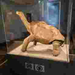 Giant Galapagos Tortoise - 3D Model (Lonesome George)