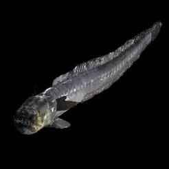 Goby Odontamblyopus FISH 3D MODEL