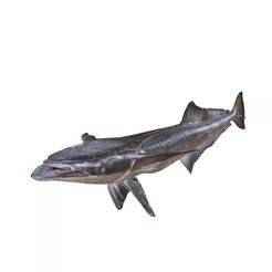 Harksucker Echeneis Naucrates SHARK ANATOMY CARP WATER RIVER OCEAN SEA FISHING ANIMAL CARP SALMON SHARK SKELETON FISH 3D