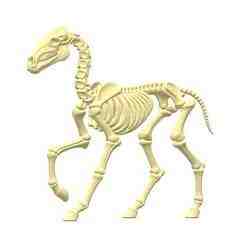 Horse Skeleton STL – Realistic Animal Bones 3D Model | Anatomical Fossil Replica