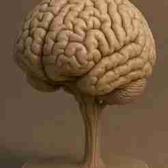 Human Brain STL