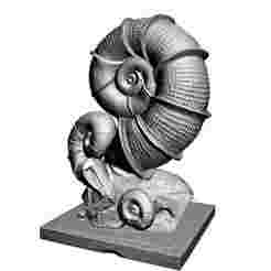 I52 Ammonites