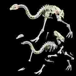Little Bush Moa Skeleton SKELETON ANATOMY BONES 3D MODEL SKULL JAW