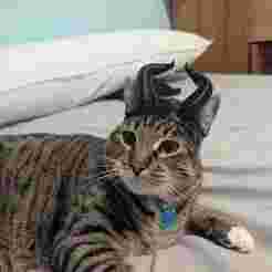 Maleficent cat helmet