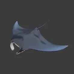 manta ray