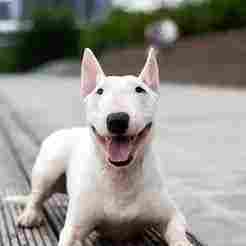 Model Bull terrier
