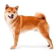 Model Dog Japaneese shiba inu