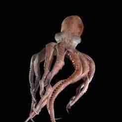 Octopus SQUID Web foot Webfoot Octopus Ocellatus FISH YK AMPHIBIAN TADPOLE ANIMAL ANATOMY 3D MODEL WATER OCEAN RIVER BOAT SALMON SHARK OCTOPUS