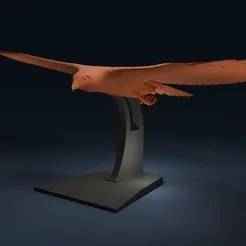 Red Tailed Hawk - Buteo jamaicensis