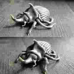 Rhinoceros beetle