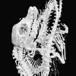 Saltwater Croc Craniopagus CROCODILE SKULL PARROT BIRD MOUTH BEAK EYES BONE Skull HEAD BIRD MOUTH BEAK EYES BONE