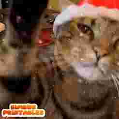 Santa Cat Hat #2 🎅