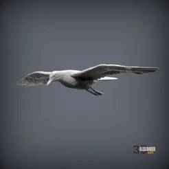 Seagull Is Flying
