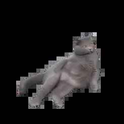 Seal cat