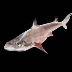 Shark GOLDFISH GOLD FISH GOLDEN ANATOMY CARP WATER RIVER OCEAN SEA FISHING ANIMAL CARP SALMON SHARK Shortspine Spurdog