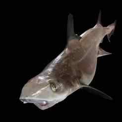 SHARK Starspotted Dogfish GOLDFISH GOLD FISH ANATOMY CARP WATER RIVER OCEAN SEA FISHING ANIMAL CARP SALMON SHARK POKEMON