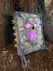 Shoomimi Brain Charm / Keychain