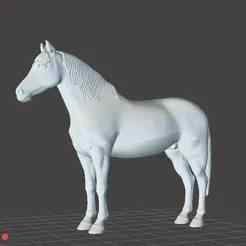 Spanish Purebred Horse - Caballo Pura Sangre Español - Spanish Purebred horse