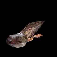 TADPOLE FROG FROG Tadpole Glandirana AMPHIBIAN TADPOLE ANIMAL ANATOMY 3D MODEL WATER OCEAN RIVER XZZ