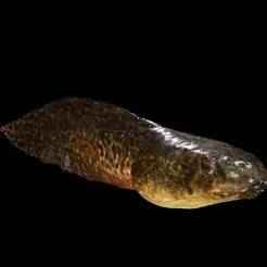 TADPOLE FROG TOAD AMPHIBIAN TADPOLE ANIMAL ZZ ANATOMY 3D MODEL WATER Tadpole amphibian fish RIVER